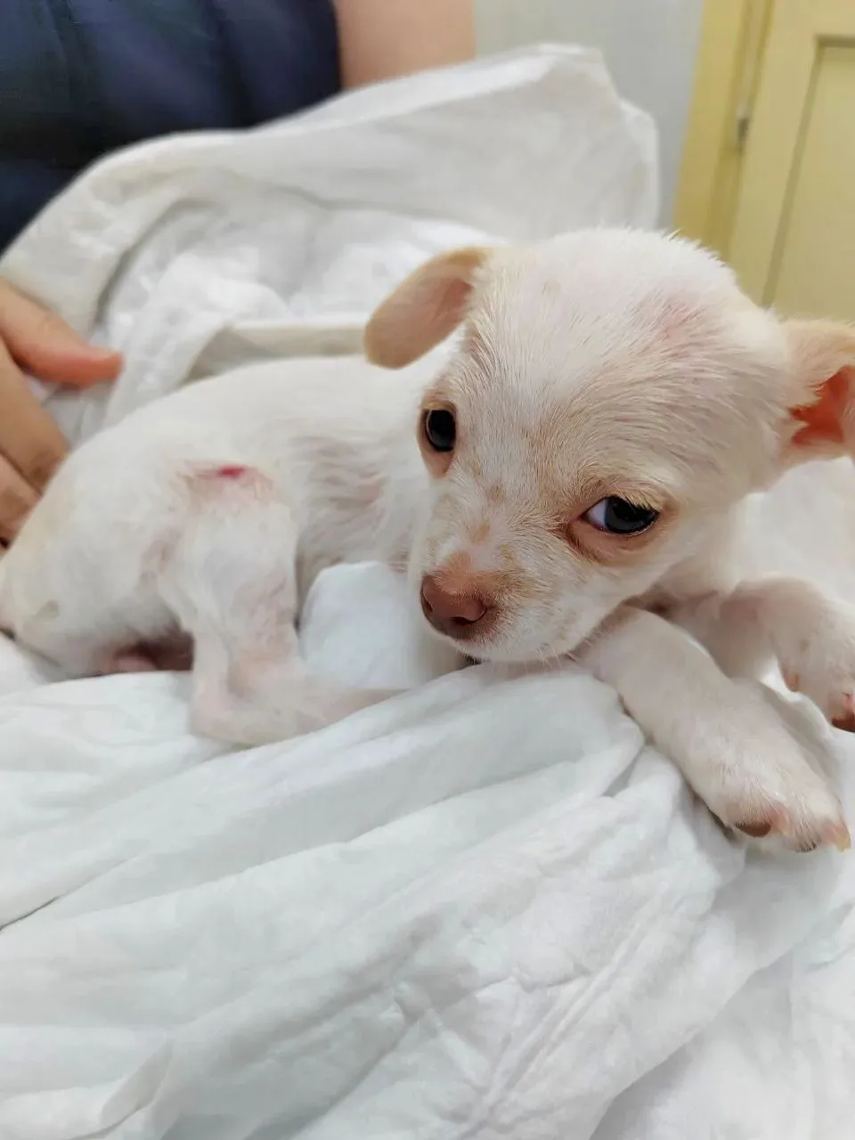 🐶 Милого щенка по кличке Милли принесли в Тушинскую ветклинику с жалобами на зуд.
 
Дерматолог Тать