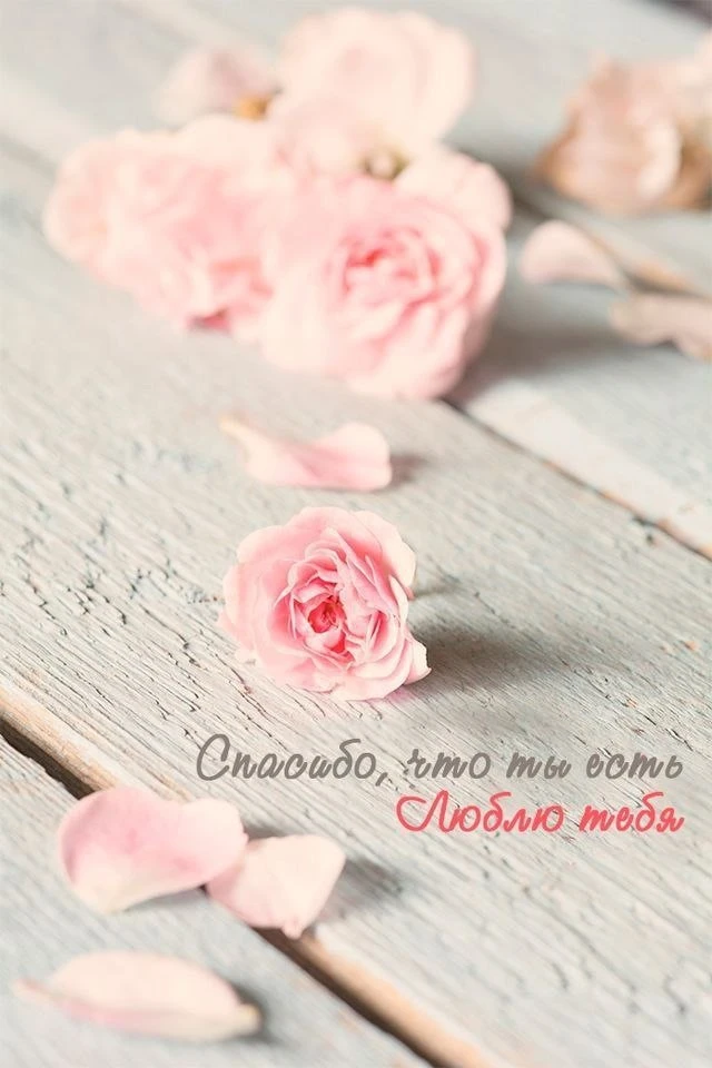 🥰 Оставляйте реакции, если понравилась открытка и делитесь с близкими ❤️
