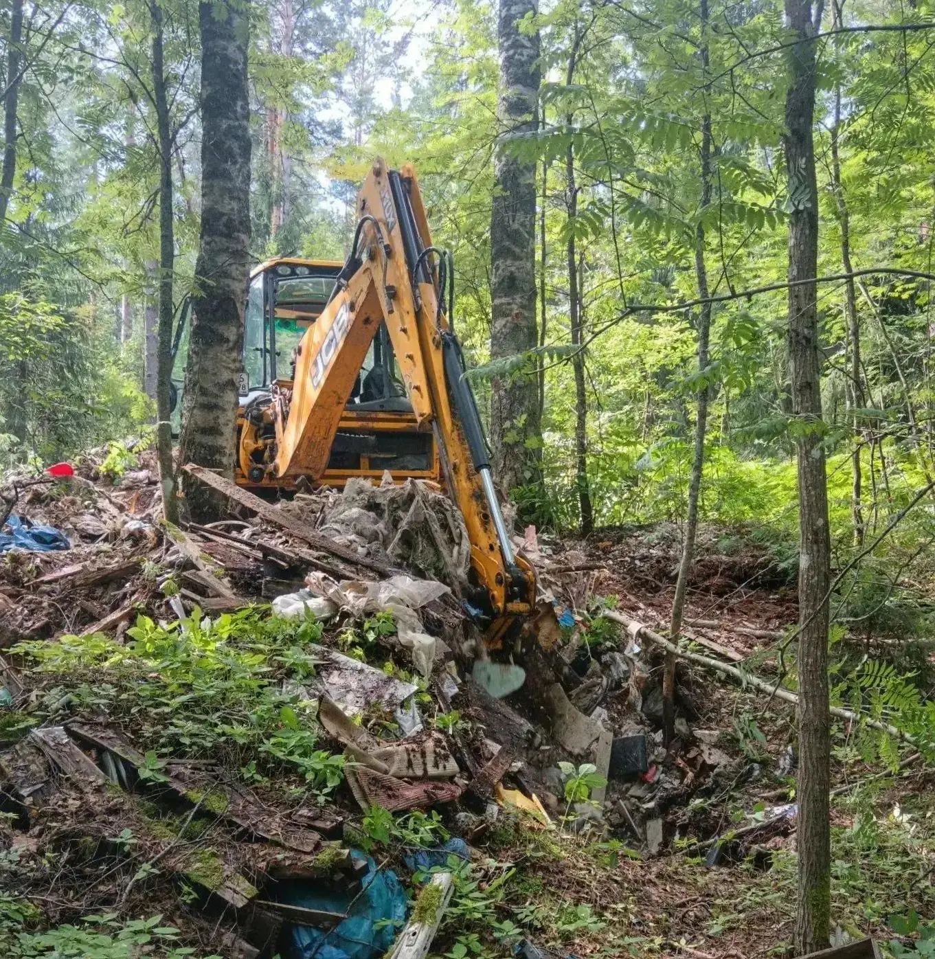 🌿 Чистые леса: в Ленинградской области уже очистили 88 захламлённых лесных участков