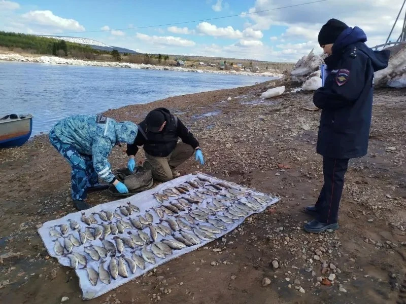 ❗️110 хариусов незаконно выловил житель края