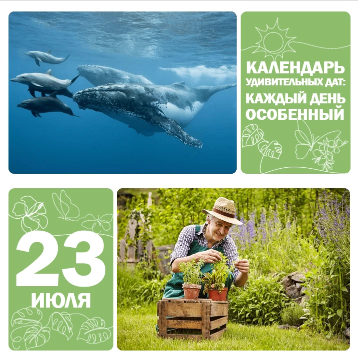 📅 23 июля — Всемирный день китов и дельфинов 🐬