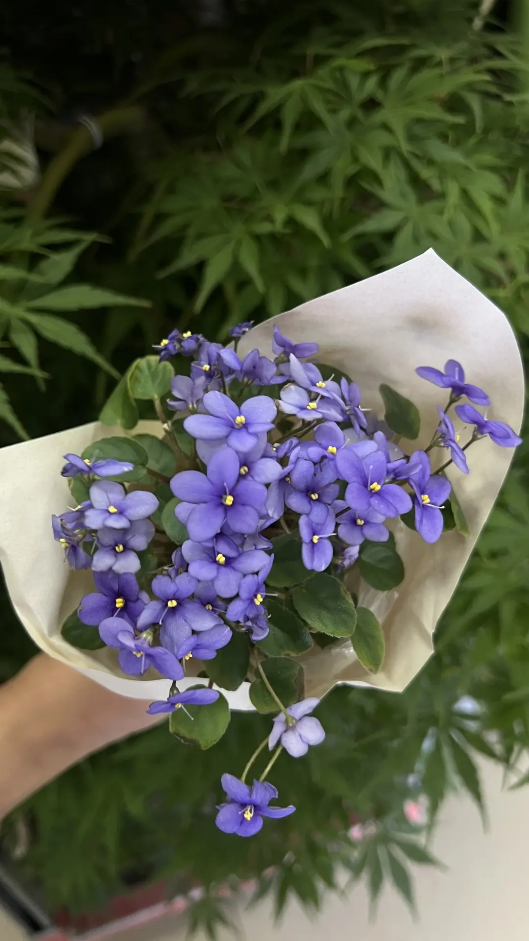 Вы это видели?🥹
Редчайшие сорта фиалок!🩷🤍💜
А цена…всего 578₽ 
🤩🤩🤩
Скорее в LETTO