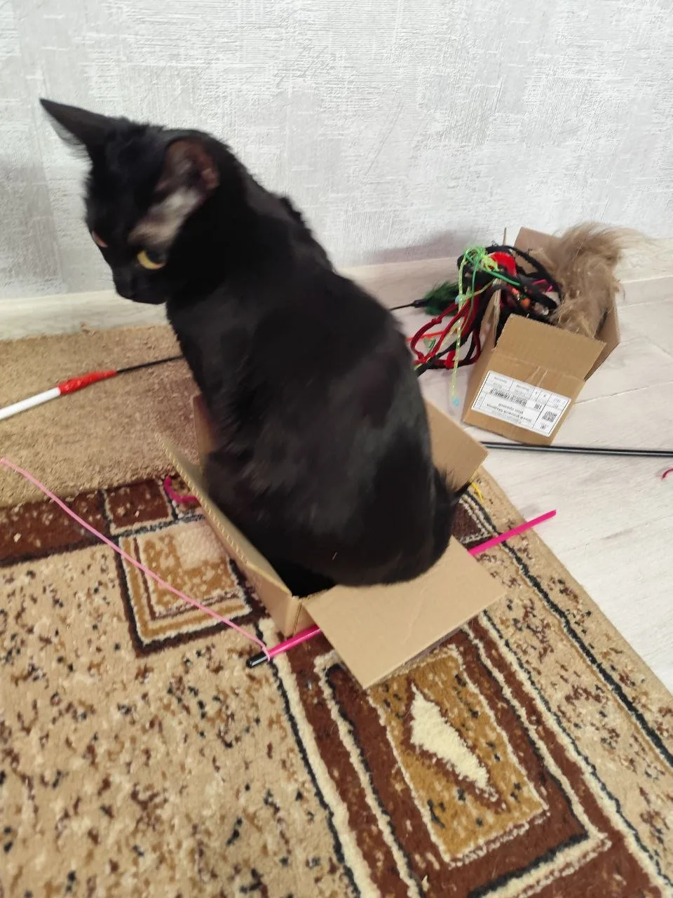 🐾 Криминальные хроники. Котосын Нафаня стал тюльпановым воришкой!  Друзья, а у нас снова привет из д