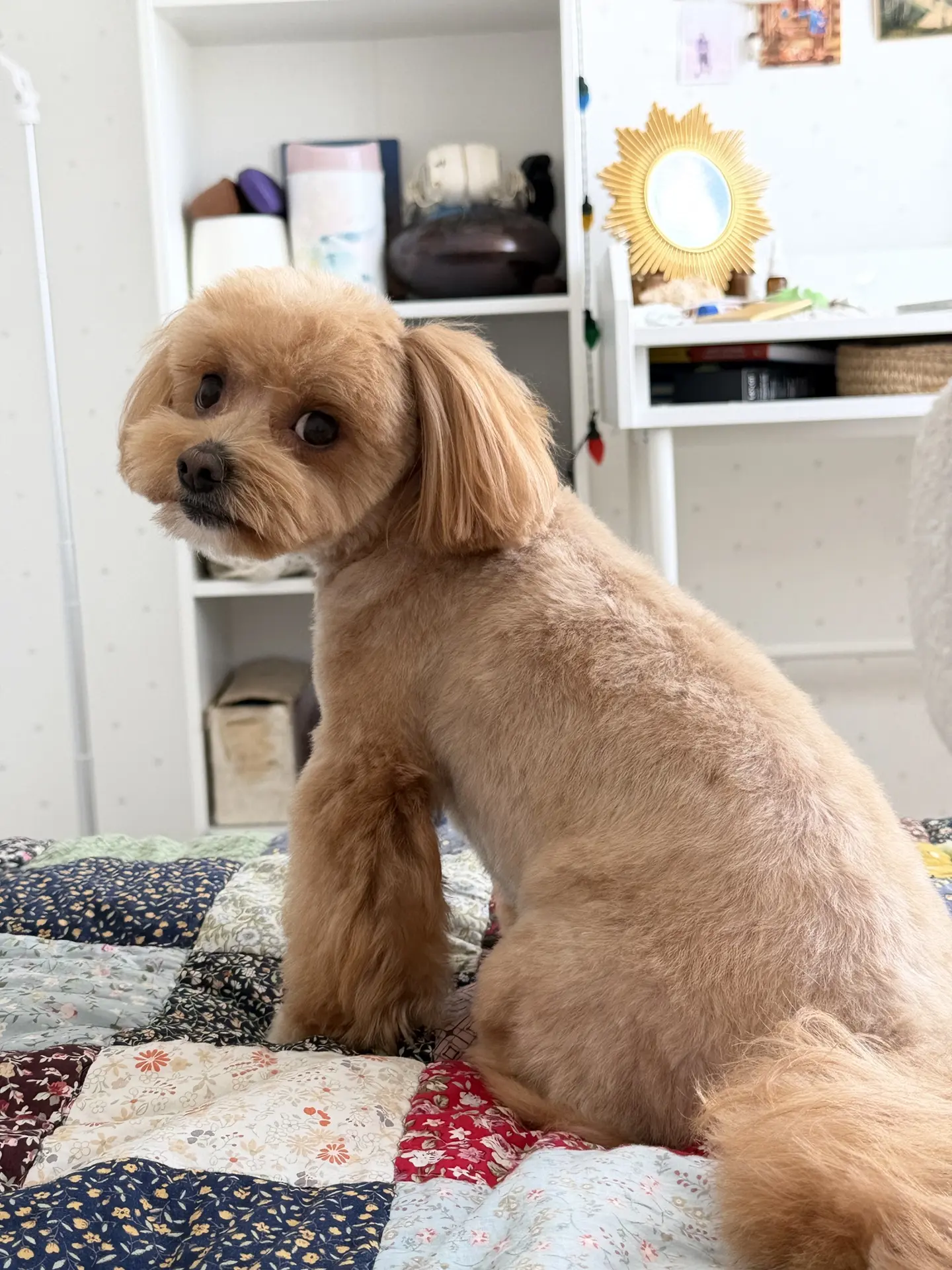 Каждый раз так непривычно видеть его после стрижки, будто новая собачка 🐶