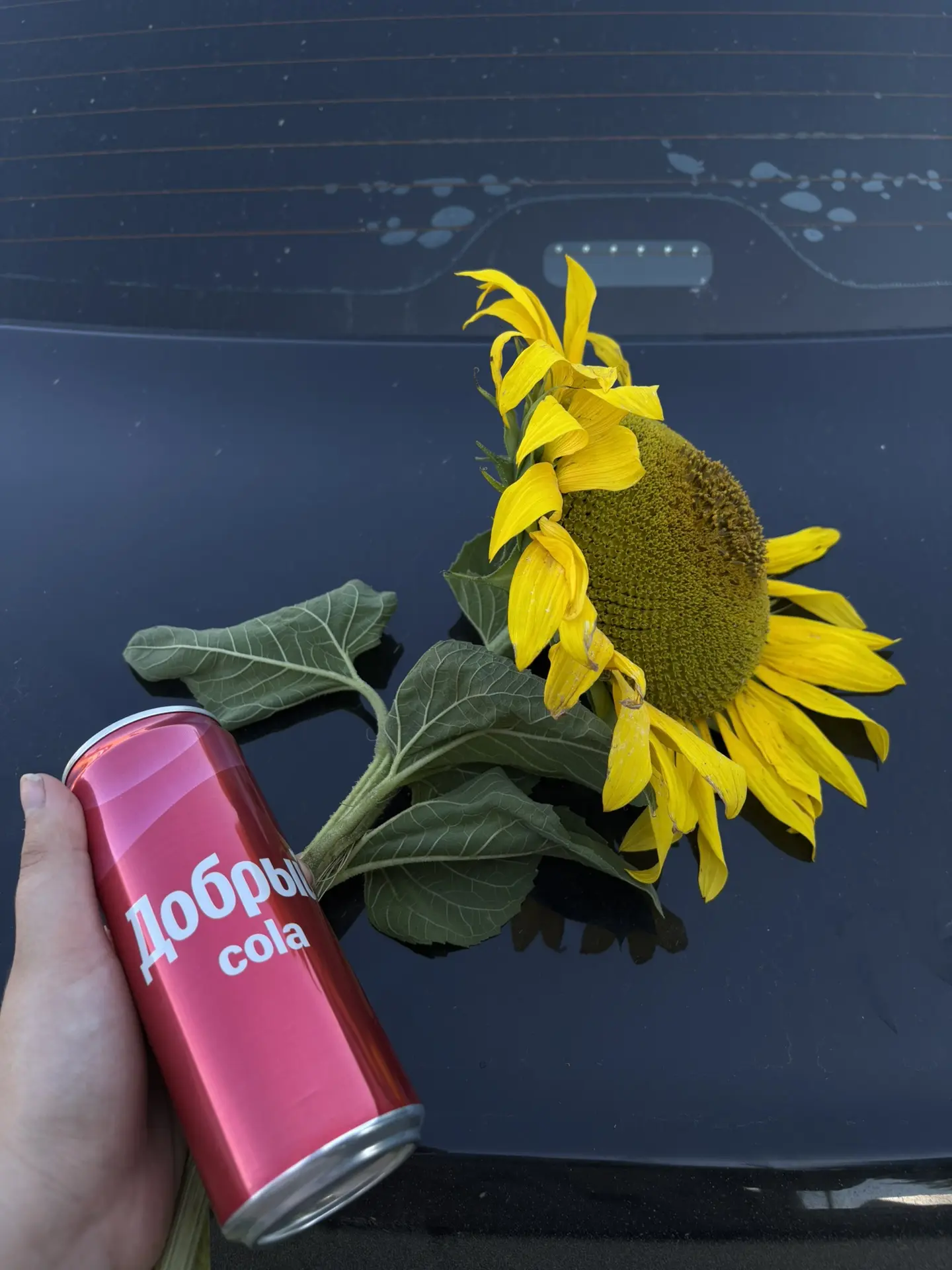 👤: Всем солнечного дня, мои подсолнечники💛🌻