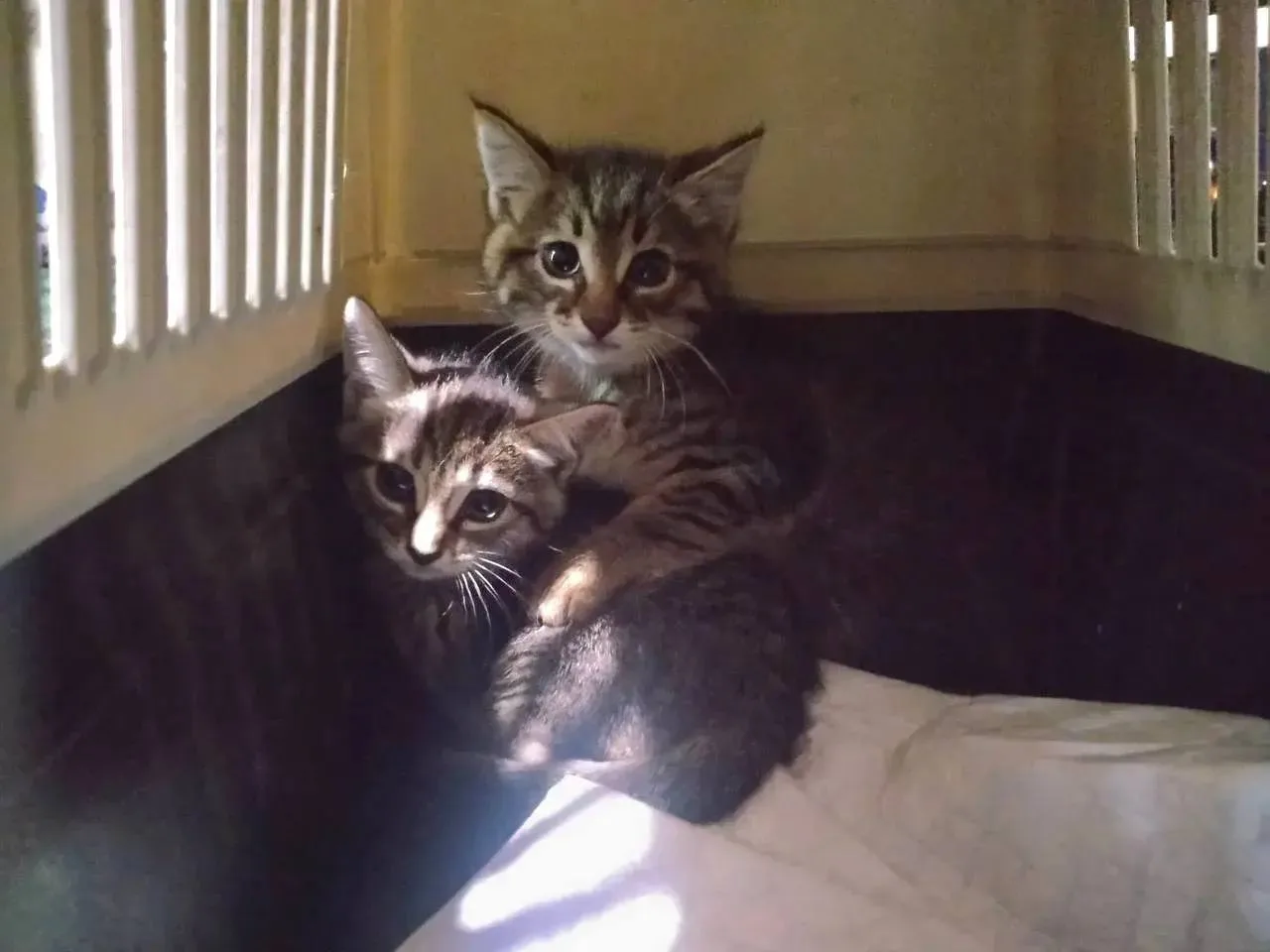 🐈‍⬛ 🐈 Двойное спасение: в Москве котят достали из вентиляционной трубы бомбоубежища