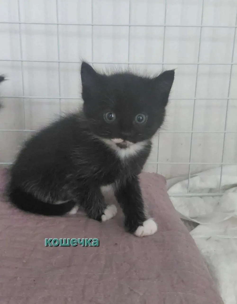 Котята от домашней  кошки-мышеловки родились 31 августа.