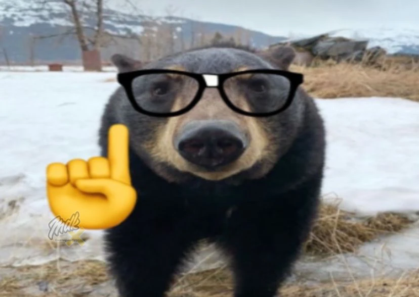 🐻 Медведи вышли к людям из-за голода