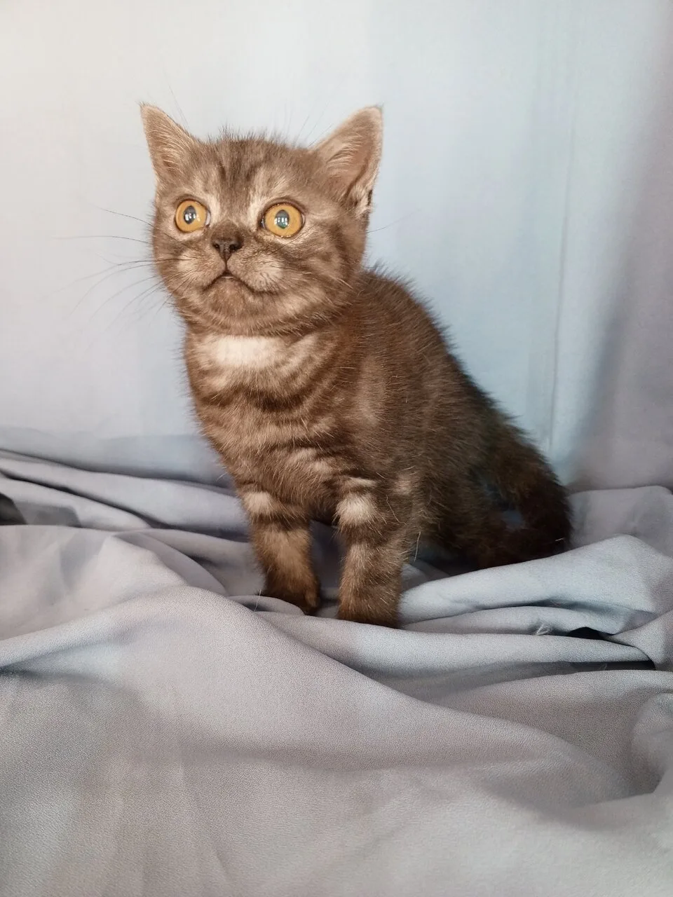 Замурчательный Шотландский котик, упитанный и воспитанный
Мариуполь
+79497316521

@zoomirldnr ЗООМИР
