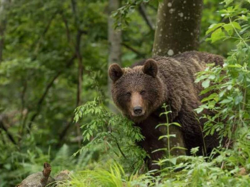 В лесу под Тайшетом встреча с медведем могла начаться с выстрела 🐻
