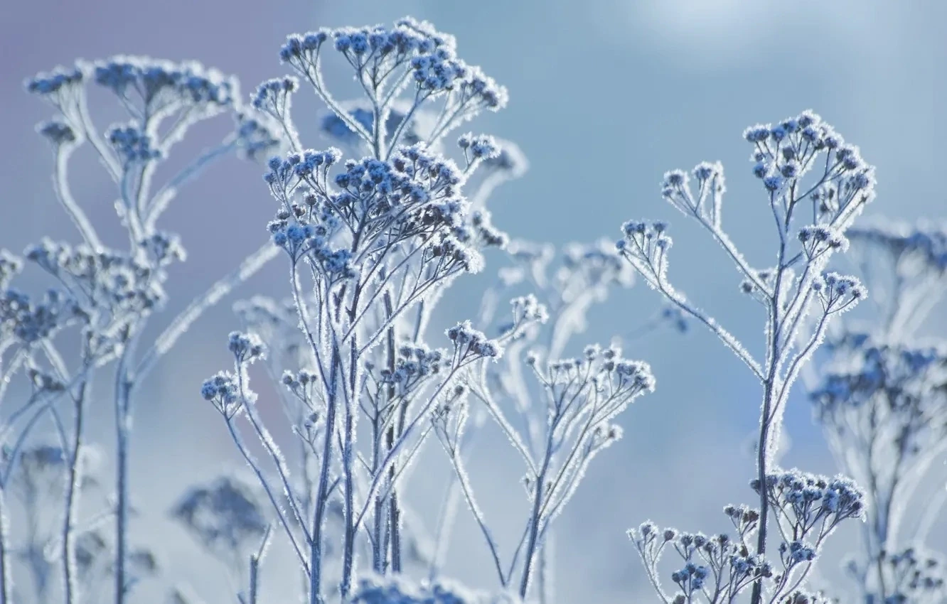🥶 Томичей предупреждают о ночных заморозках в конце августа