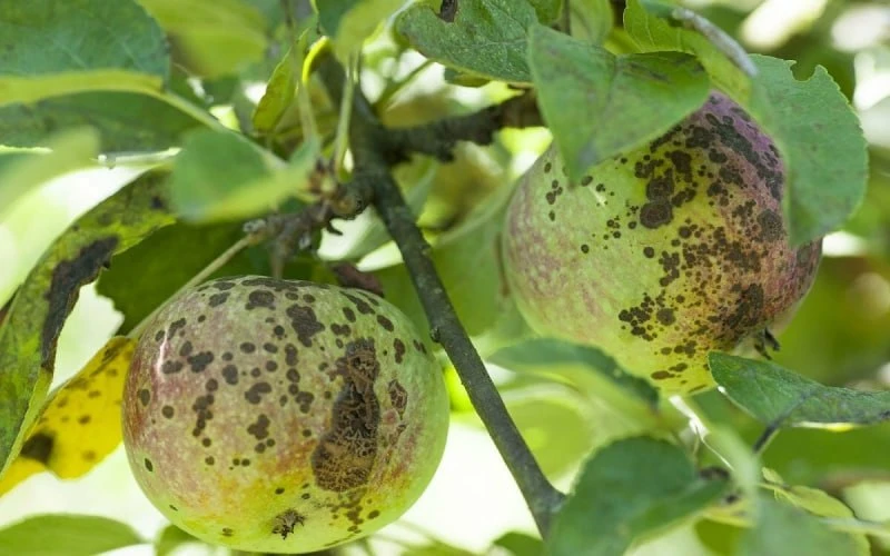 🍏 Осенняя обработка яблонь от парши