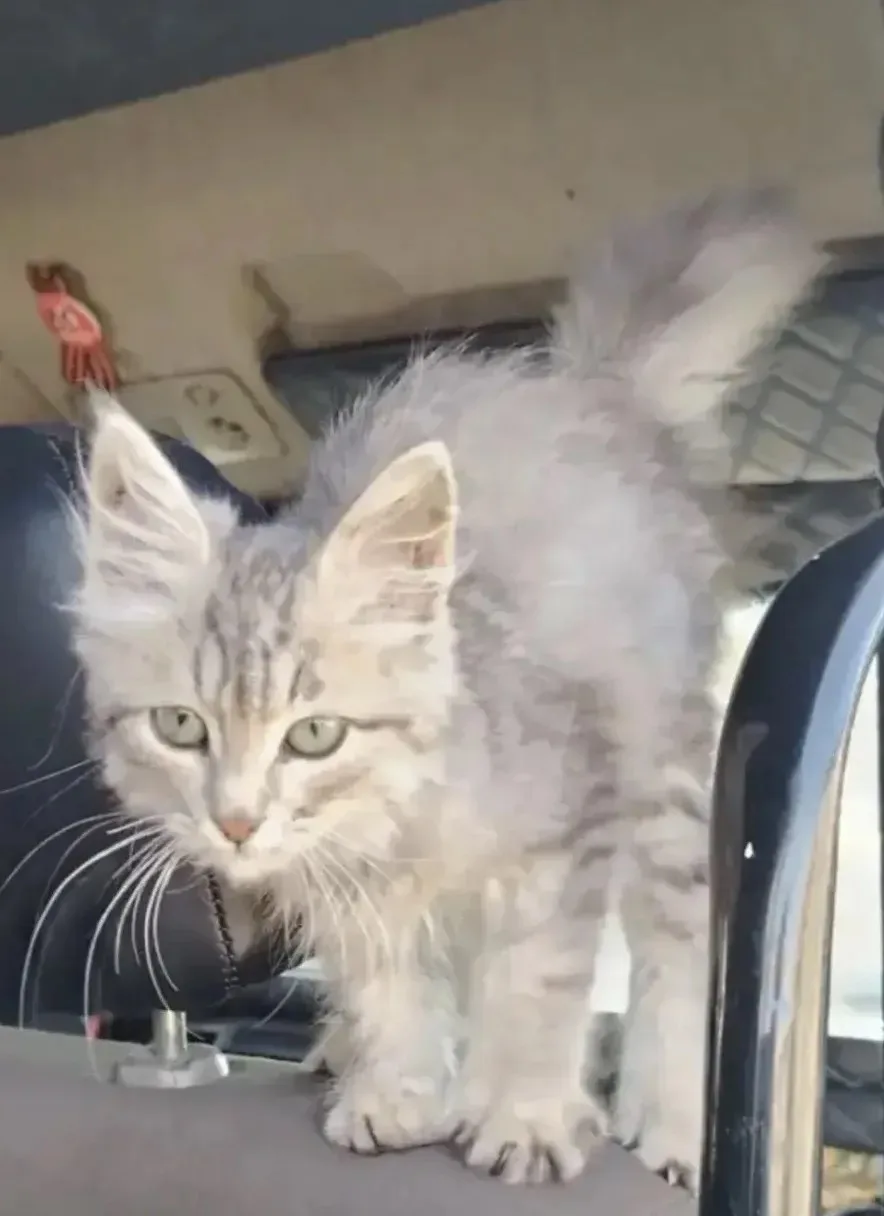Потерялся котенок в Шанхае,в районе улицы Юбилейная!!!