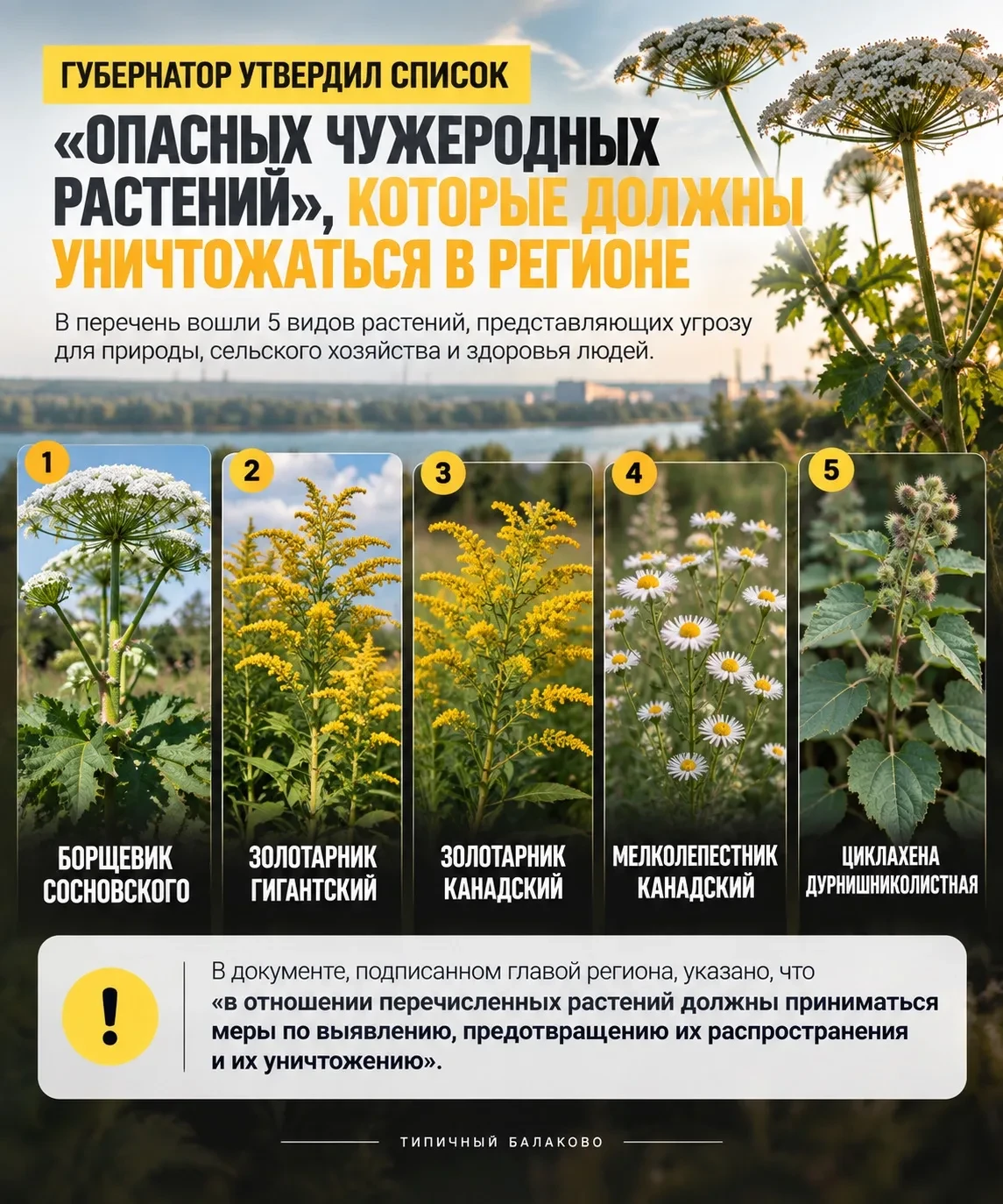 В Саратовской области утвердили список «опасных чужеродных растений», которые необходим...