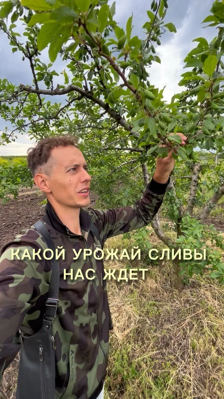 Будет ли слива в этом году?