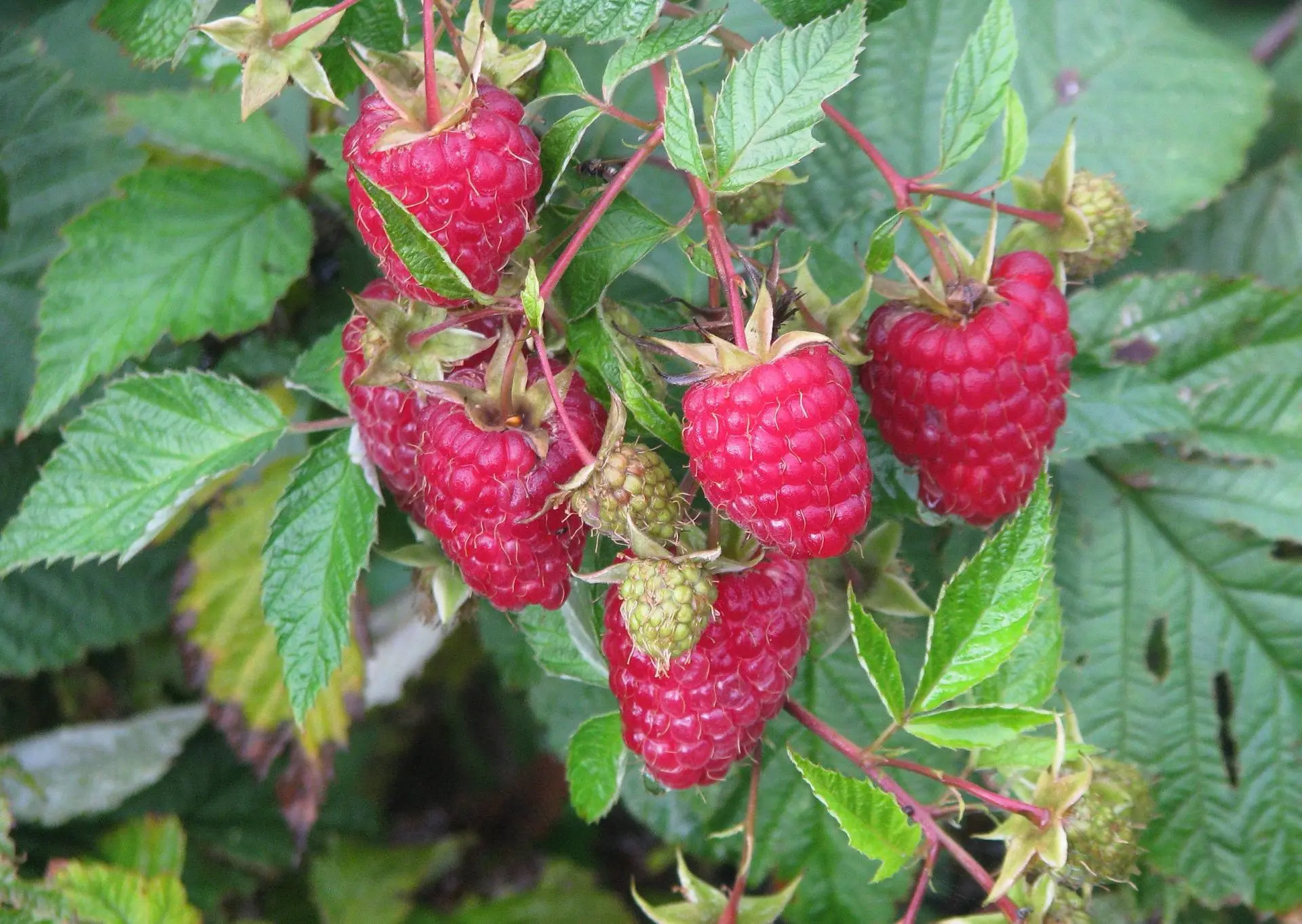 Что делать, если ремонтантная малина не успевает вызреть до холодов? 🍓
