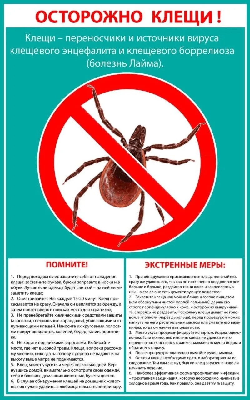 В разгар лета жителей Новосибирской области все чаще манит природа. Однако прогулка в лесистой местн