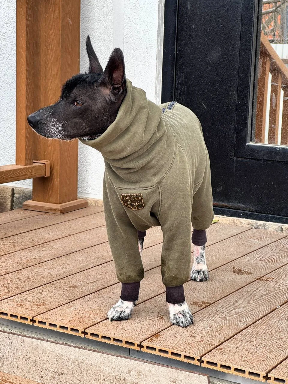 Привет, я — Бинго, древняя легенда! 🐕✨