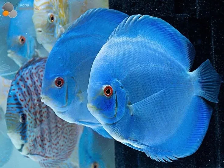 🐠 Добро пожаловать в самое уютное сообщество аквариумистов Владимира! 🐠