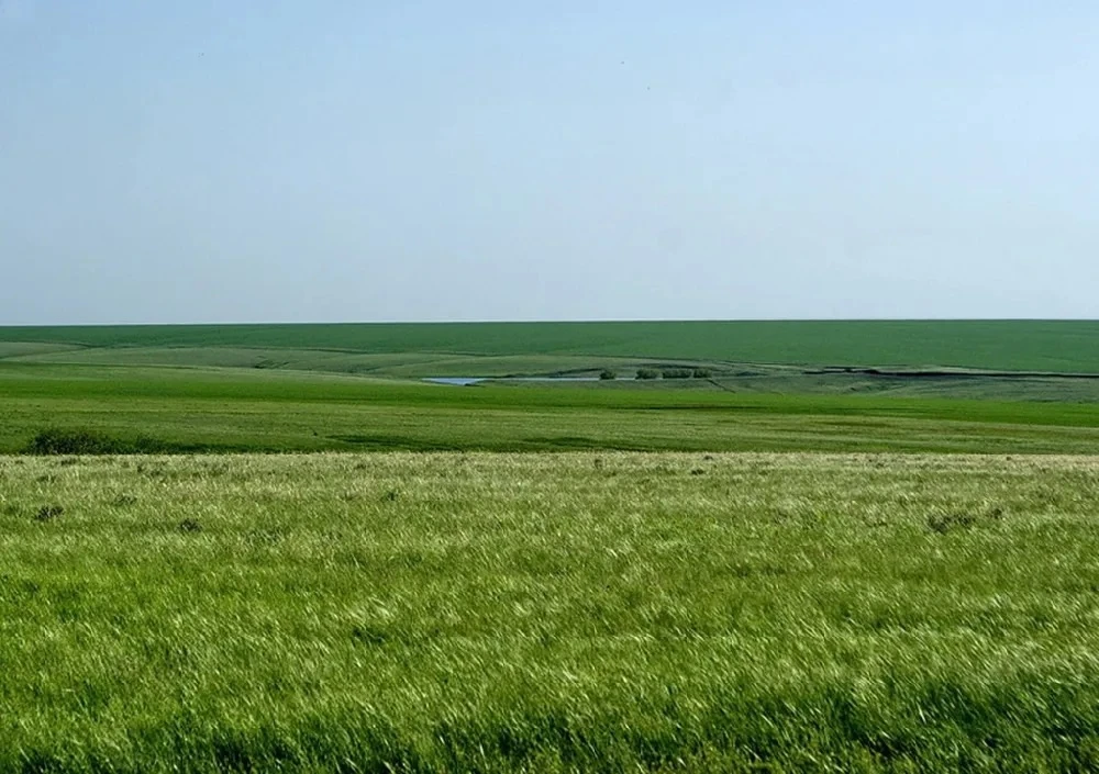 🌿 Бирючий дол и окрестности: уголок дикой природы в Перелюбском районе
🇷🇺 Недалеко от Перелюба на