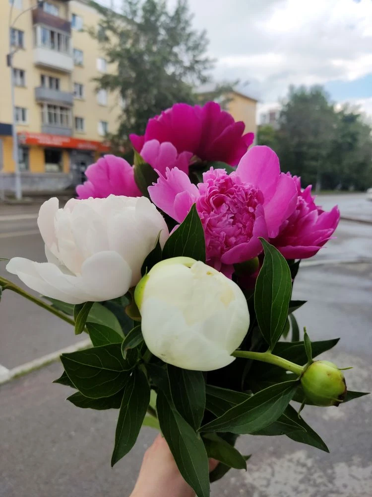 Всем пионы 🌸! Купила на рынке 😍

Если май - это сирень, то июнь - обязательно пионы ♥️!