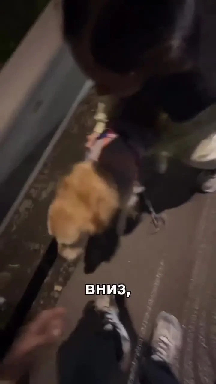 В Подмосковье лось протаранил автомобиль на трассе, едва не убив молодую пару. Ещё одна...
