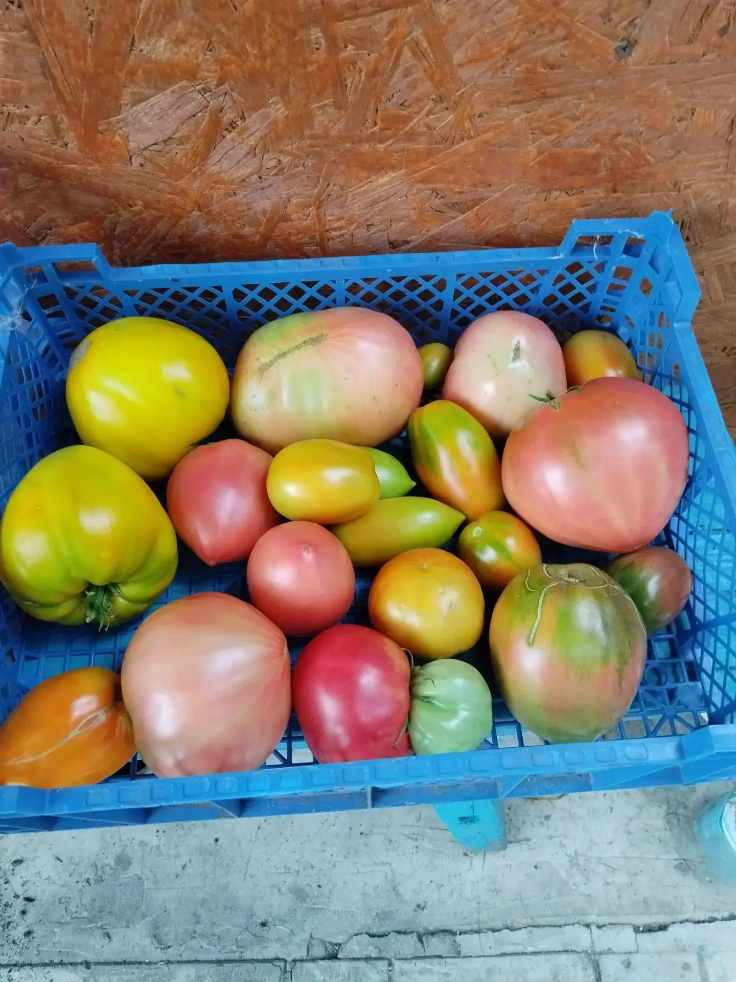 Продам помидоры сладкие на засолку и на еду, цена 200 руб за кг.
