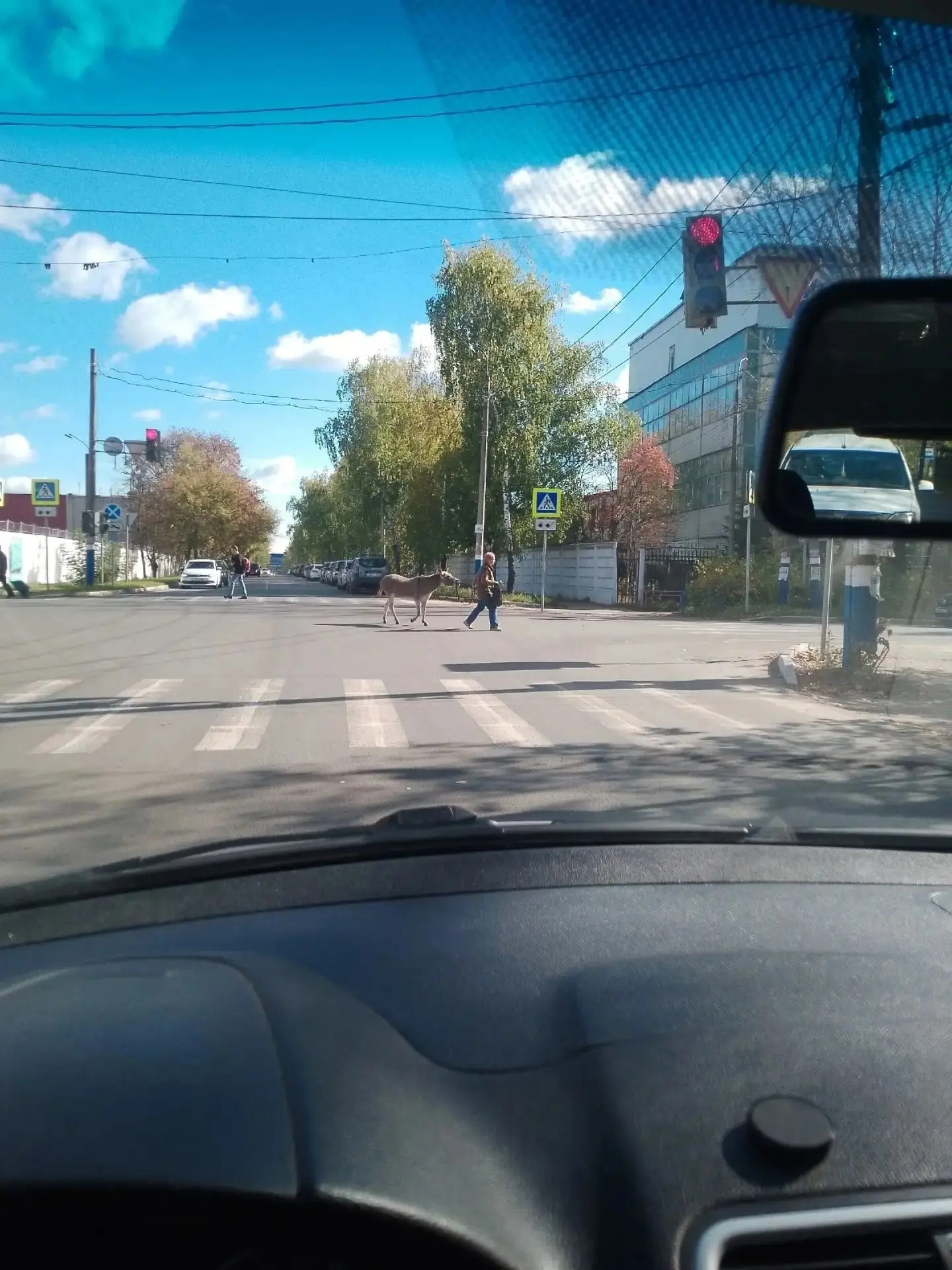 В Арзамасе начинают переходить на верховую езду из-за отсутствия бензина? 😄