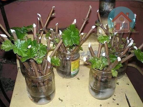 Поговорим про черенкование