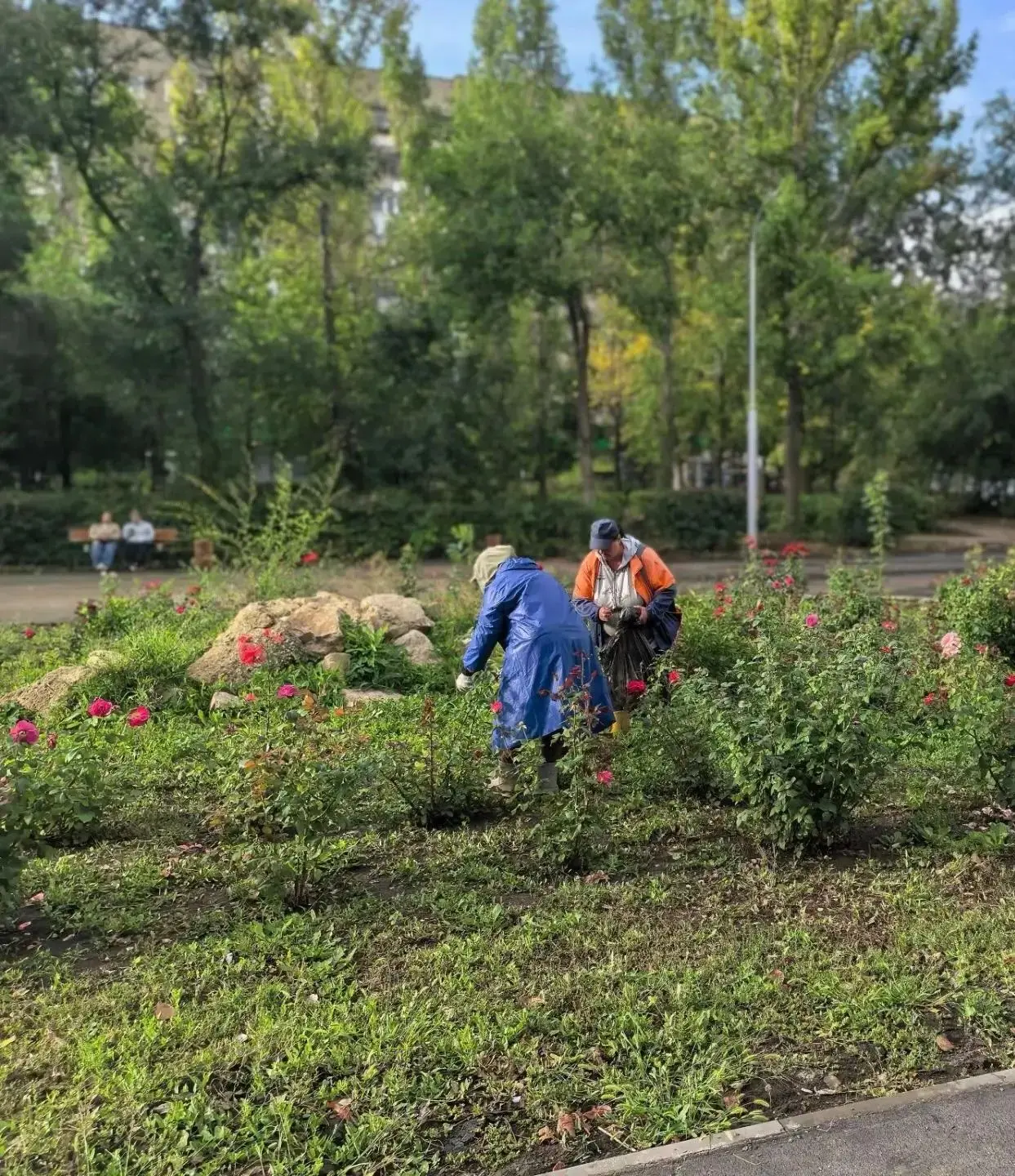 🌱 Силами МБУ "Дорстрой" продолжаются мероприятия по содержанию зелёных насаждений на т...