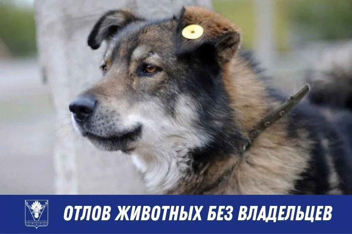 Отлов собак в рамках действующего законодательства