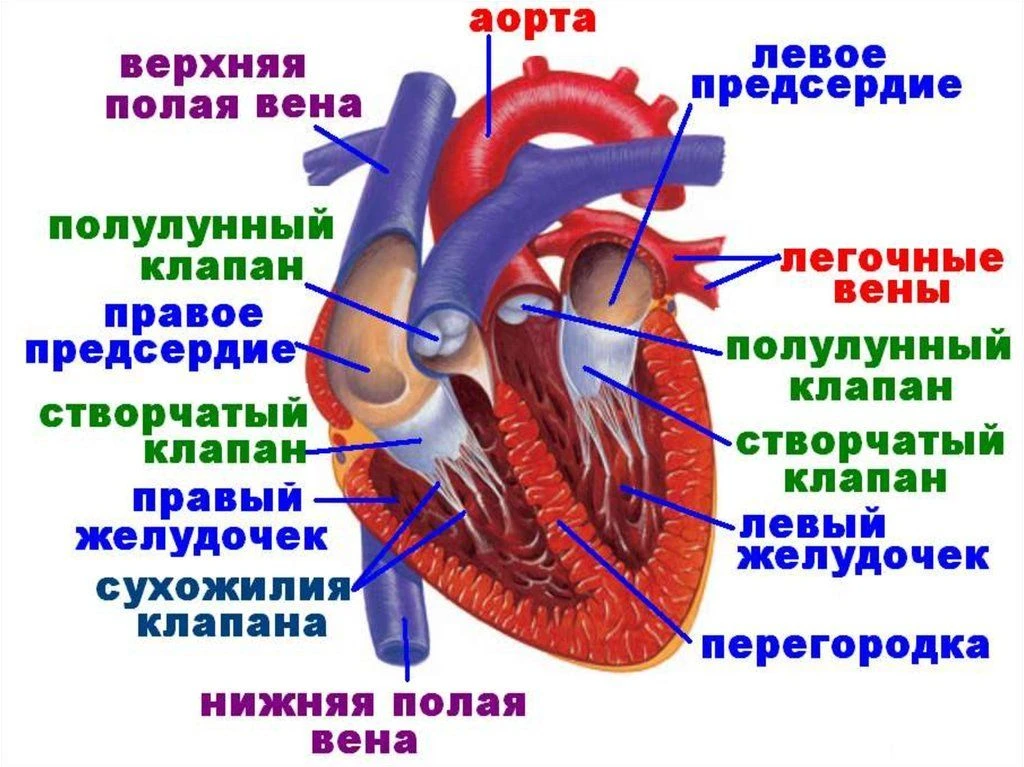 Сердце