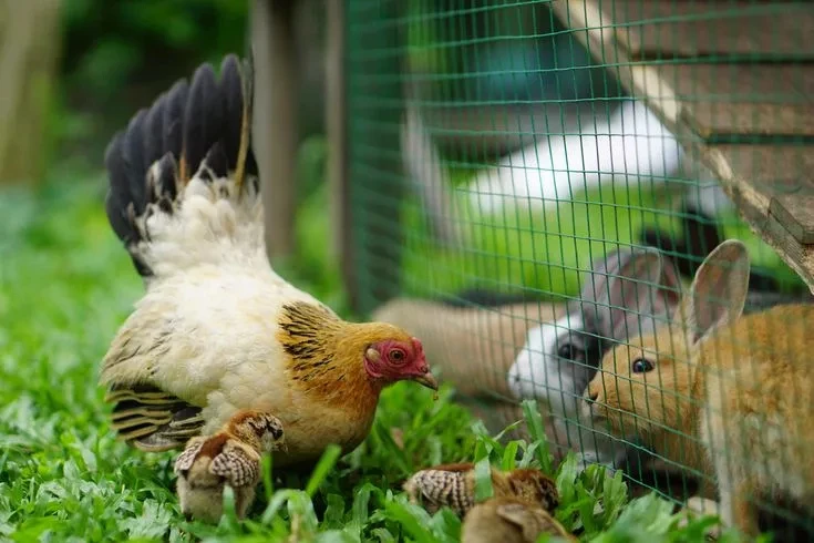 🐓 Если в личном хозяйстве больше 10 голов птицы или кроликов, их необходимо поставить ...
