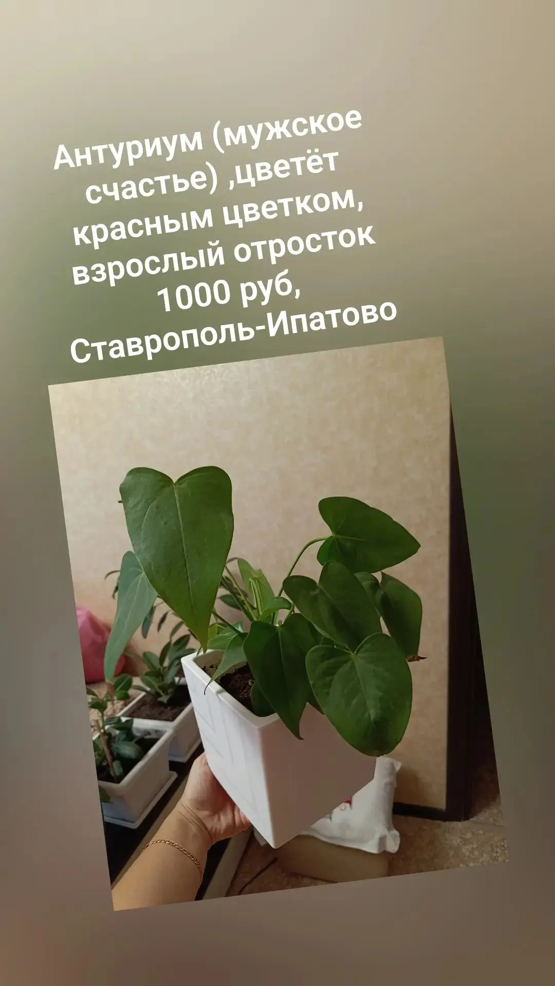 Без горшка 700 руб