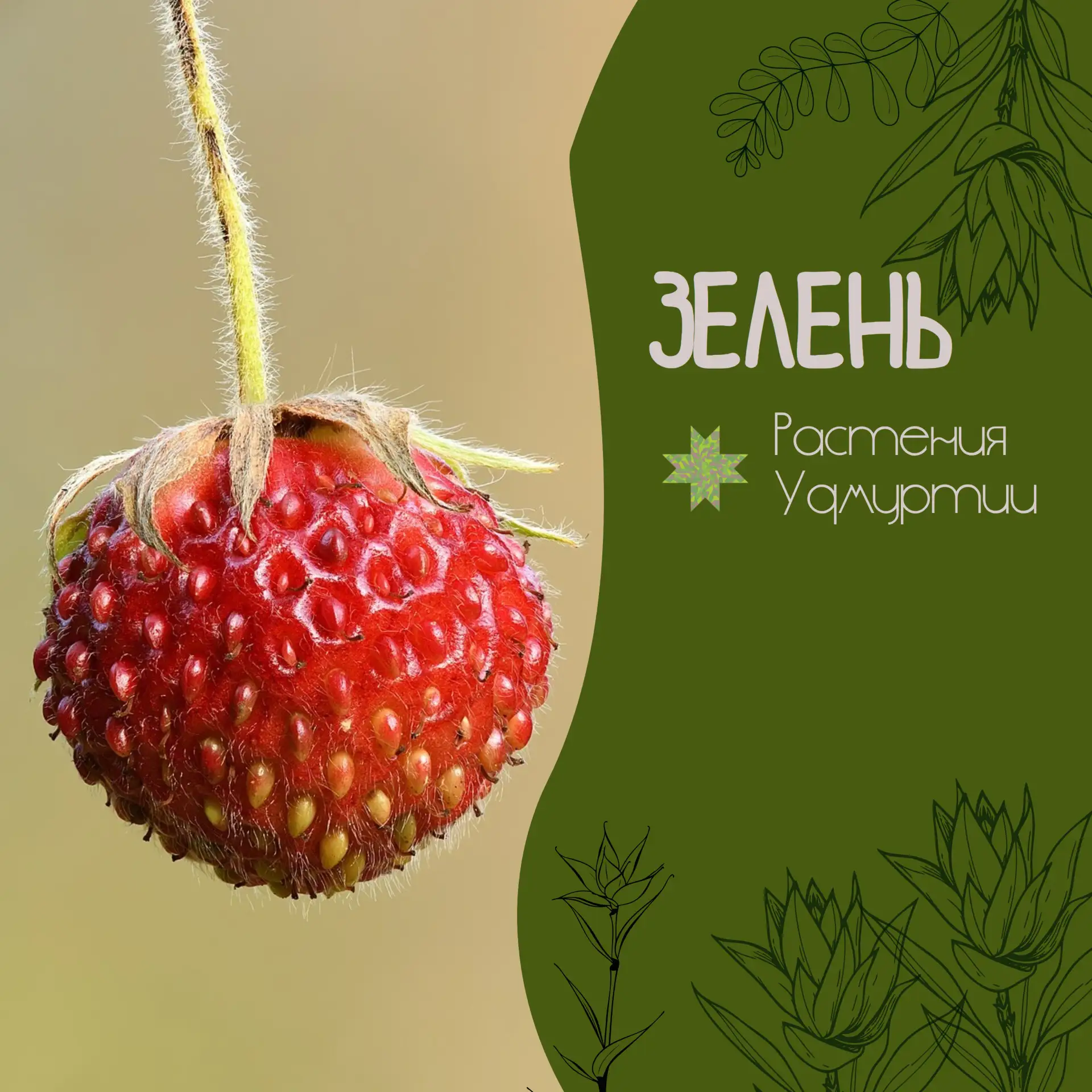 🍓 Земляника зелёная (Fragaria viridis) — та самая «клубника», которую на Руси веками н...