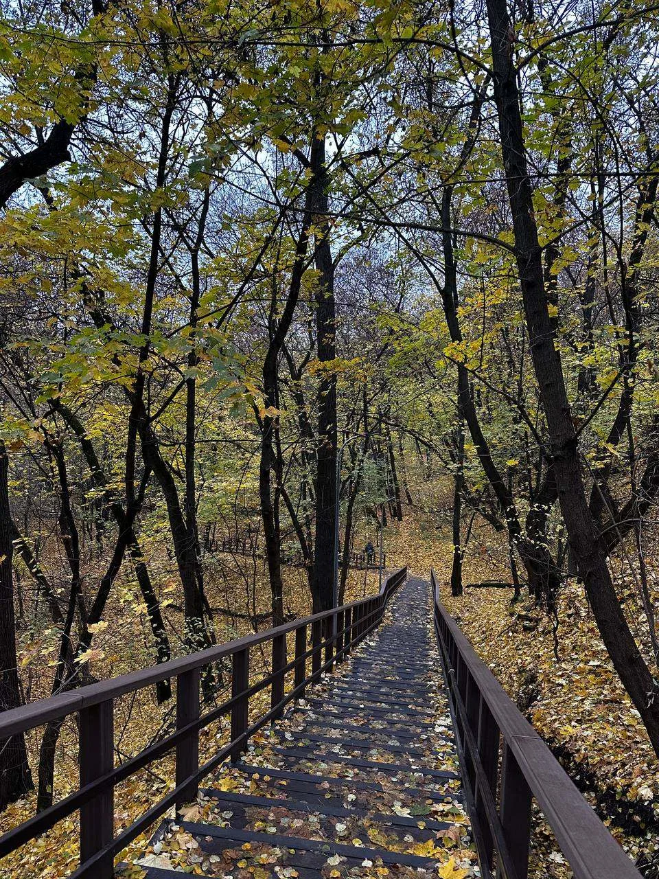 🌲 Химкинский лес