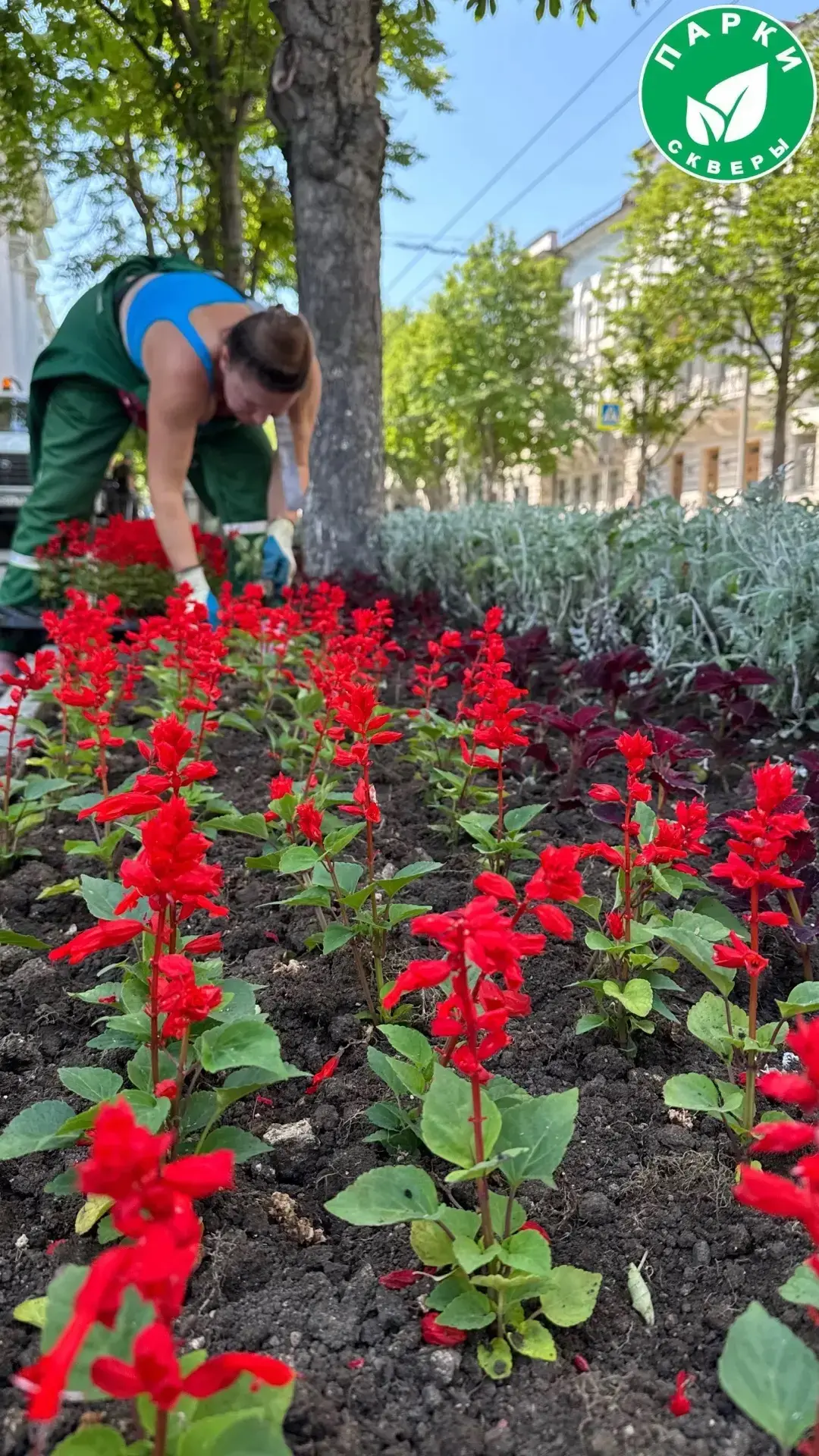 🌱🌺Специалисты ГБУ «Парки и скверы» провели озеленение на улице Ленина — на городских ...