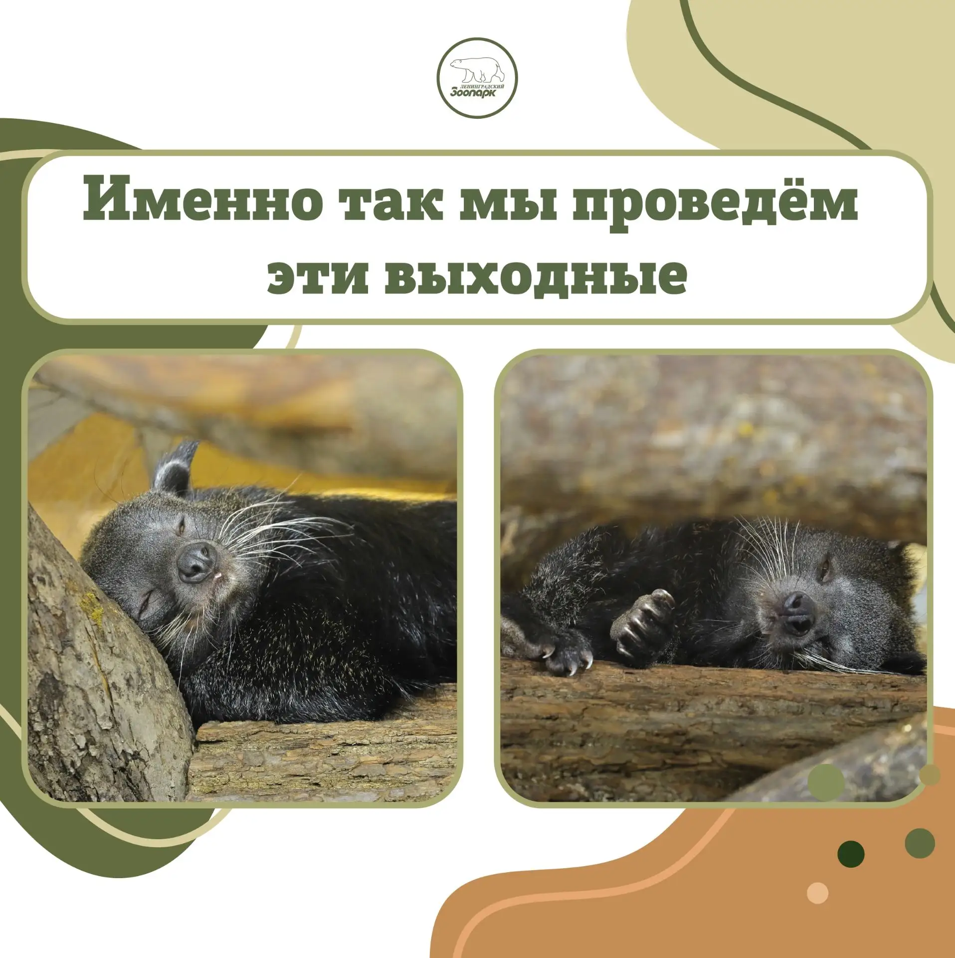 А вы уже заняли удобное местечко для отдыха, как наши бинтуронги?😴