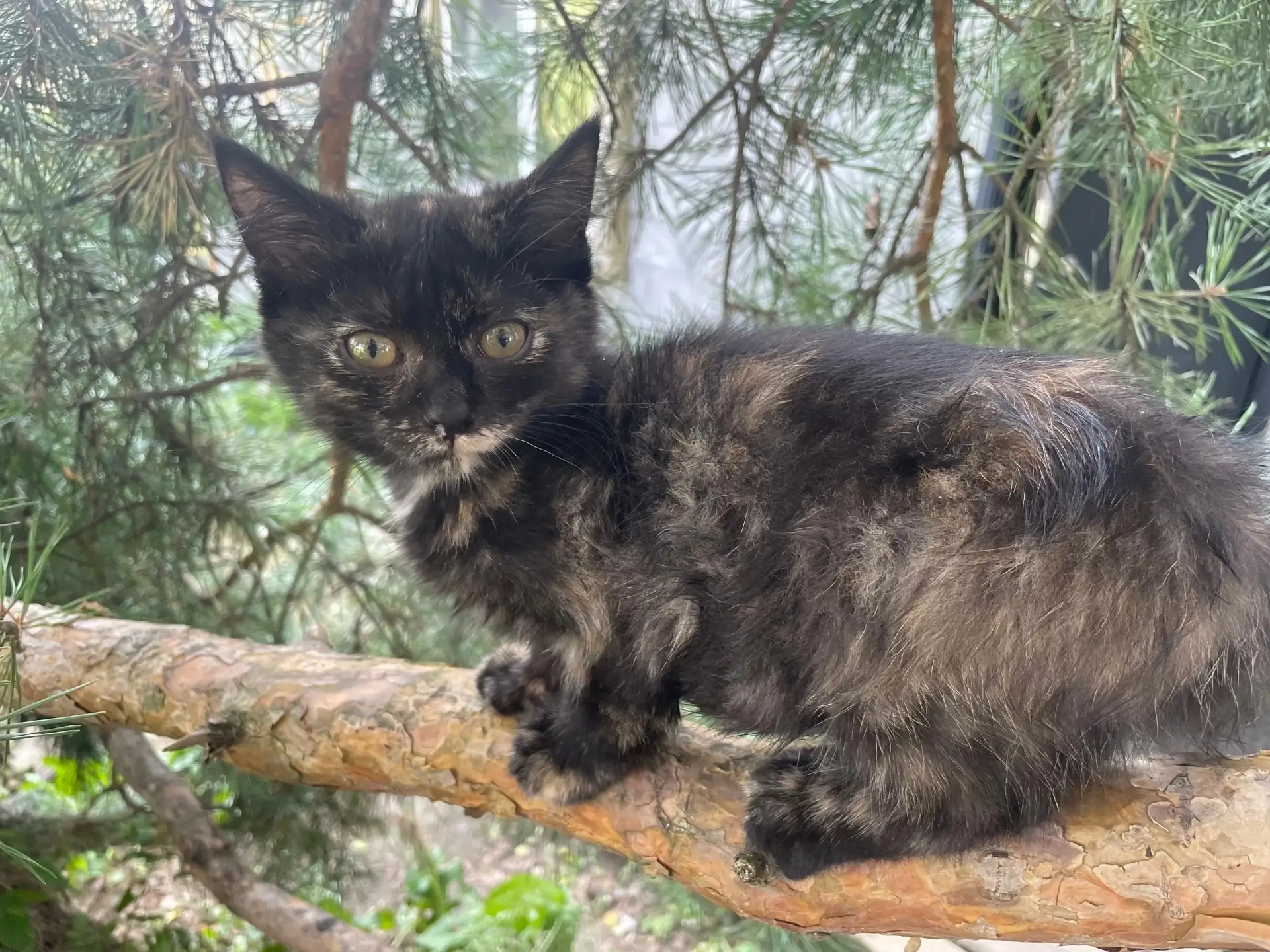 🐈 Кошечка в поисках дома, примерный возраст 3,5 месяца