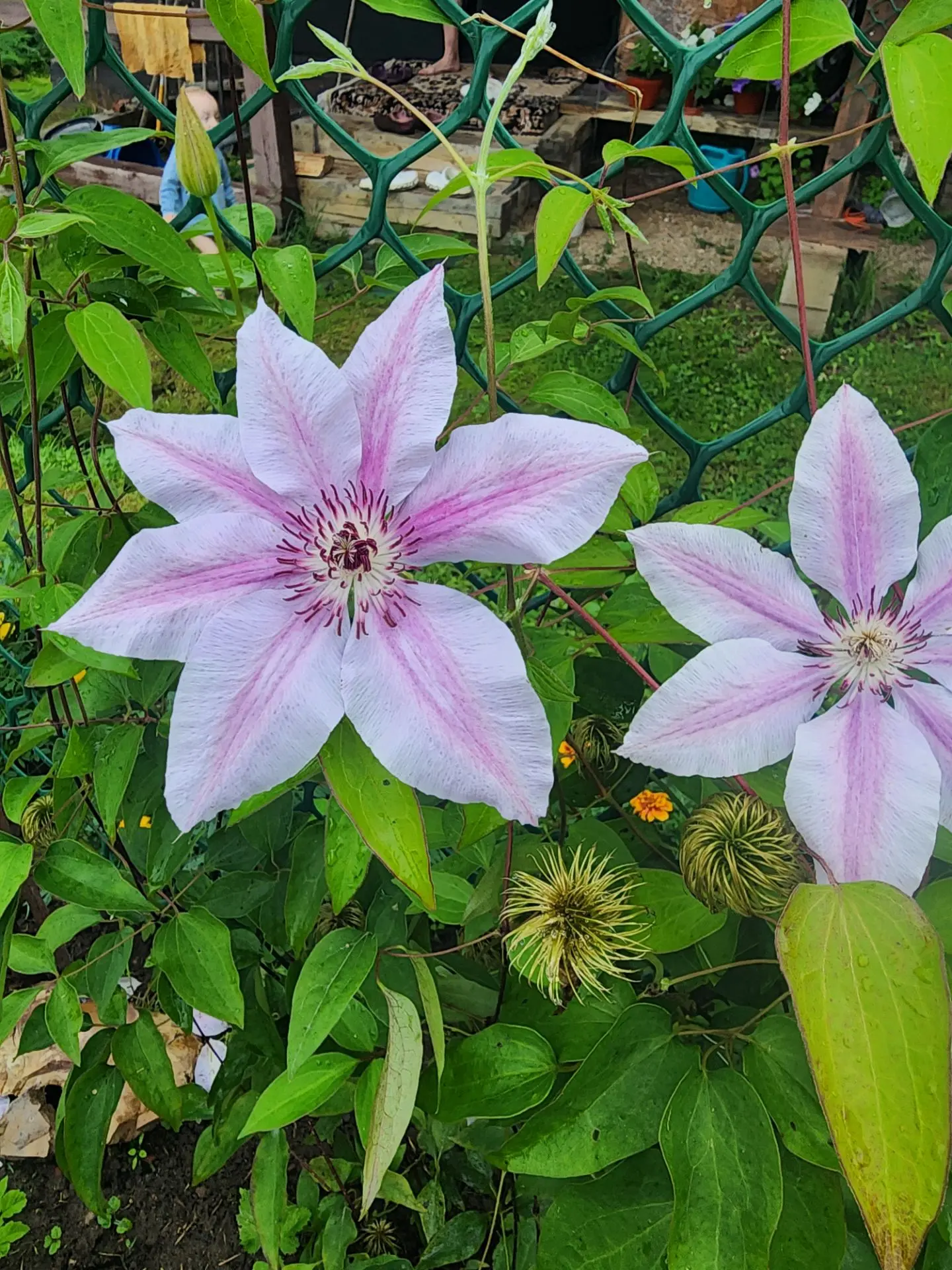 Хорошо в деревне летом...🌞

То самое раздолье для детей, природа, свежий воздух, куча ягод, речка, 