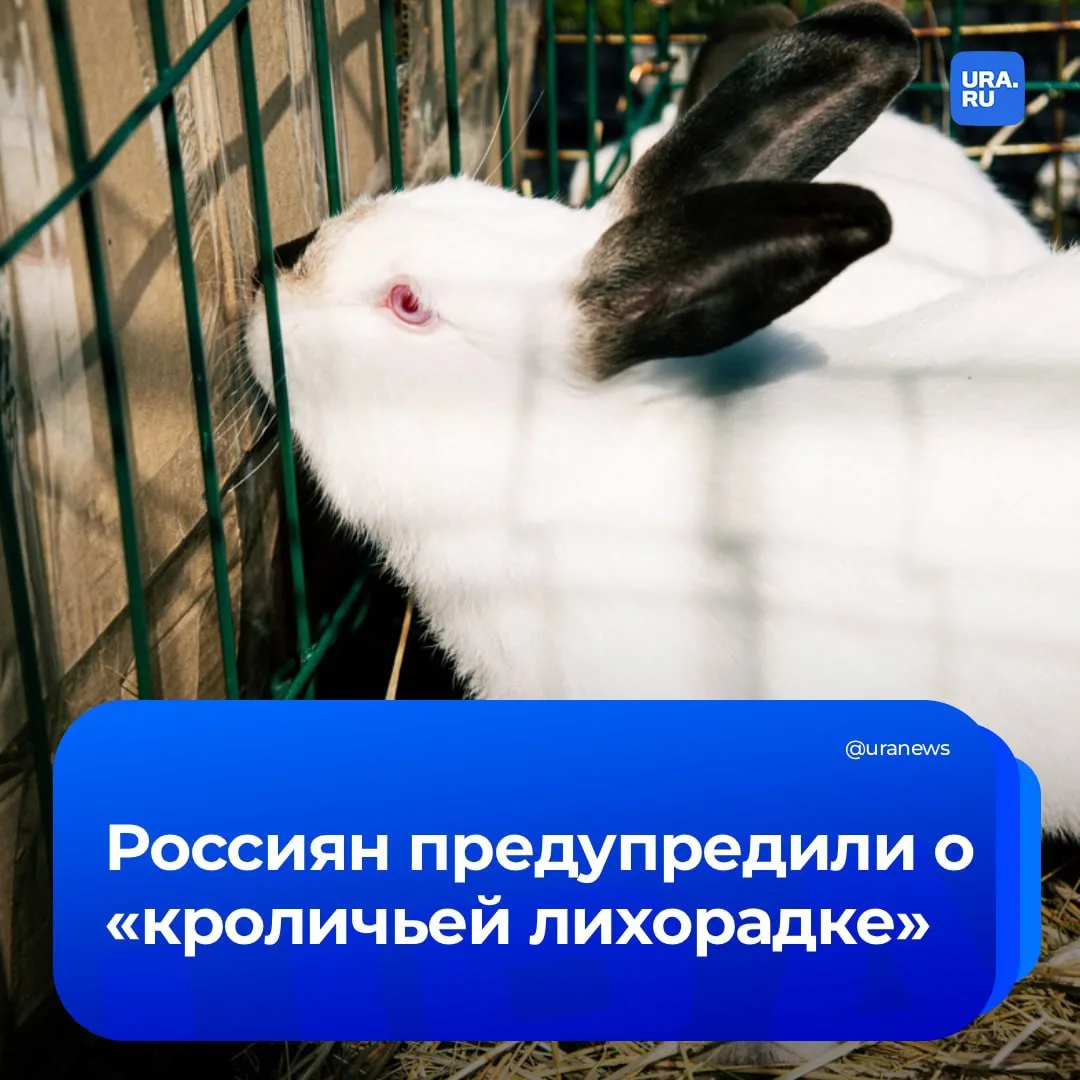 «Кроличья лихорадка»: чего нужно опасаться дачникам и фермерам?