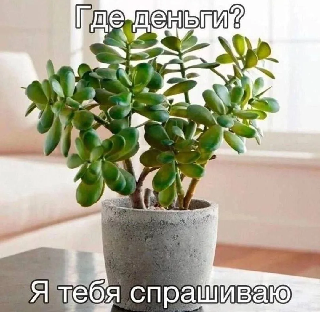 🤷‍♀️ Где деньги, денежное дерево? Я тебя спрашиваю.