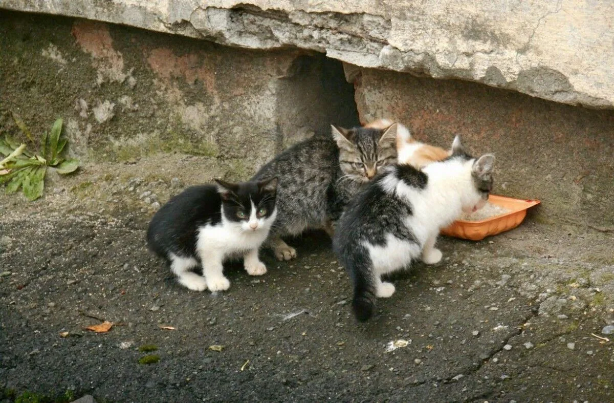 🐶🐱🦆 Кормить или не кормить — вот в чём вопрос!