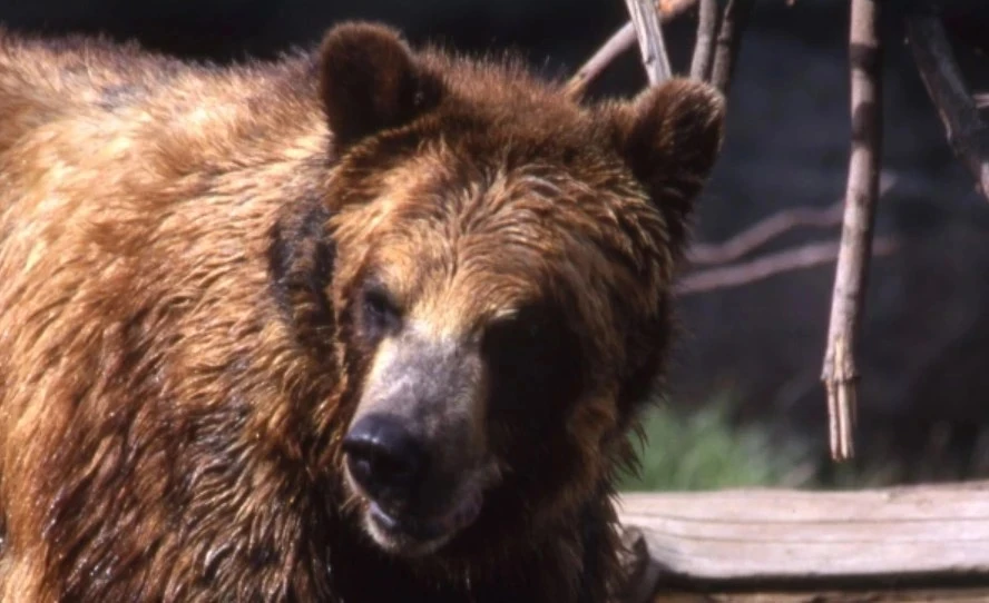🐻 За два месяца власти Ленобласти получили 35 обращений о медведях в населенных пунктах