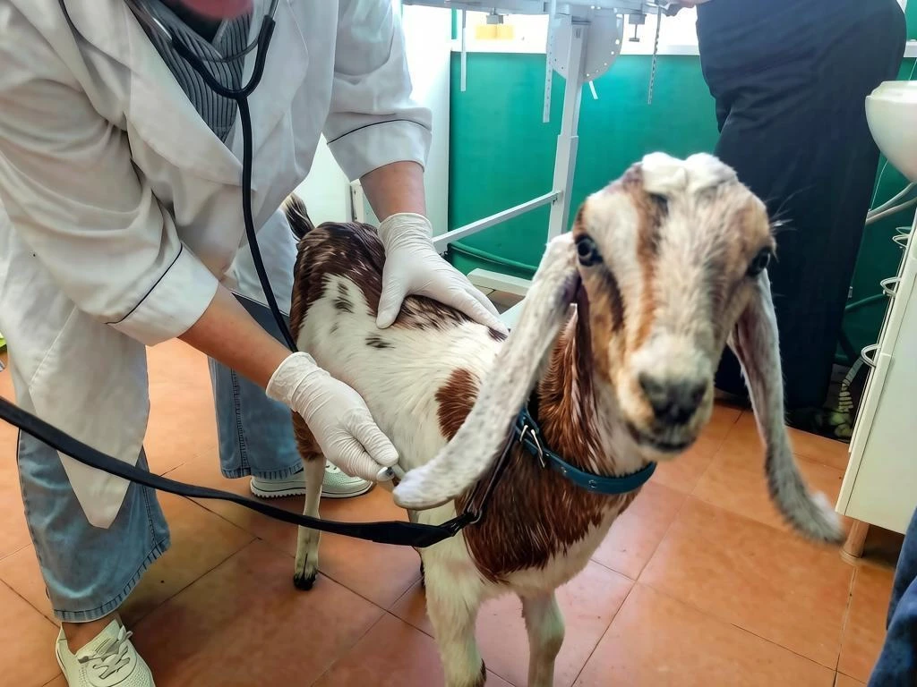 🐐Персей идёт на поправку!
⁣
В ОГУ «Базарно-Карабулакская рай СББЖ» на приём привели 4-х месячного к