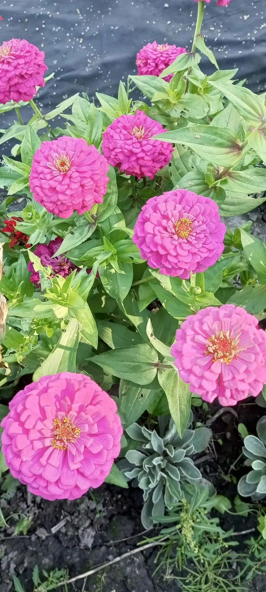 🌼 ЦИНИЯ — ЯРКАЯ КРАСАВИЦА ДЛЯ ЛЕНИВОГО САДА!