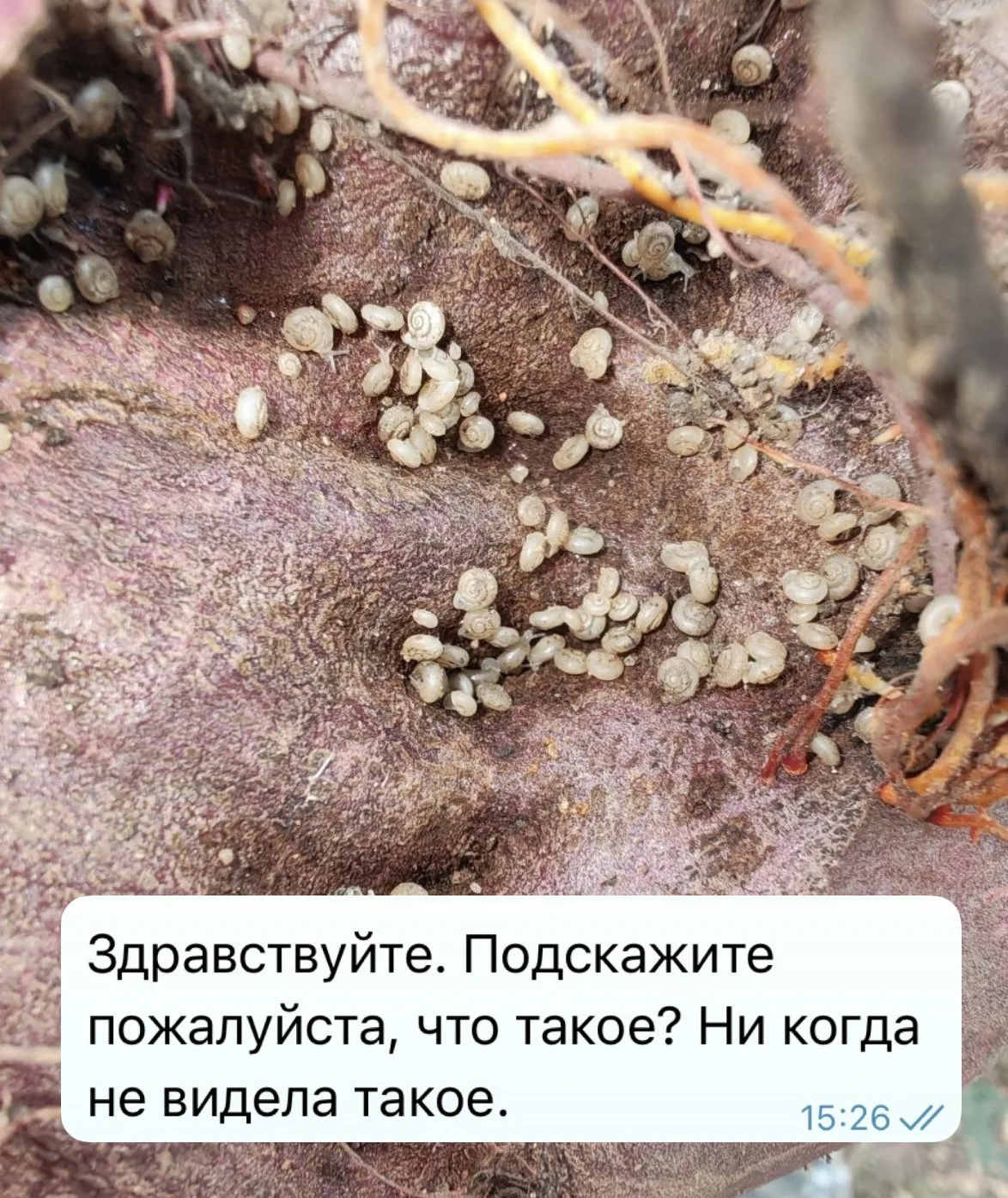 🐌 Нашли такое скопление улиток осенью? Весной их может стать гораздо больше