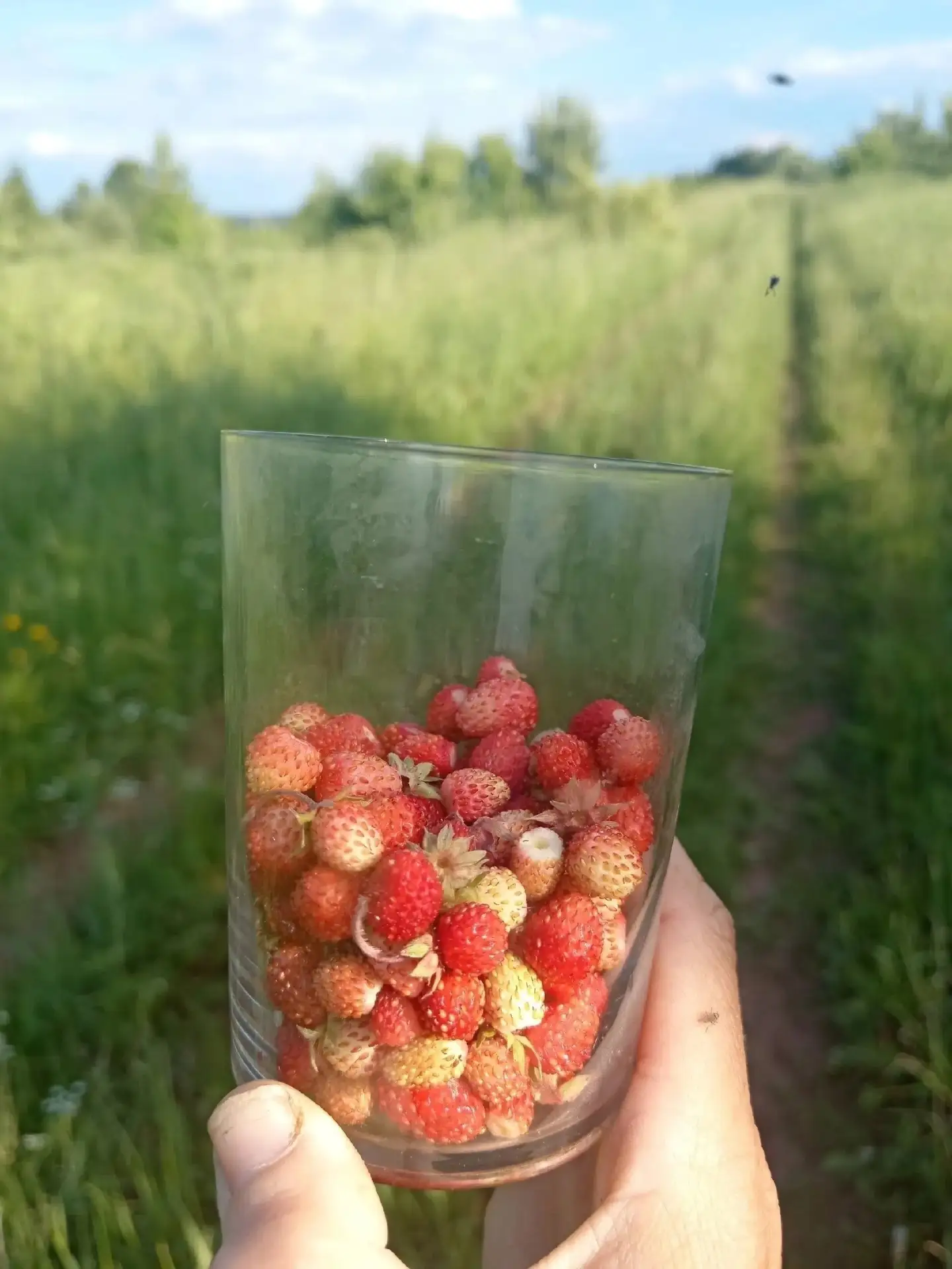 Земляника пошла😍 а вы чем занимаетесь?