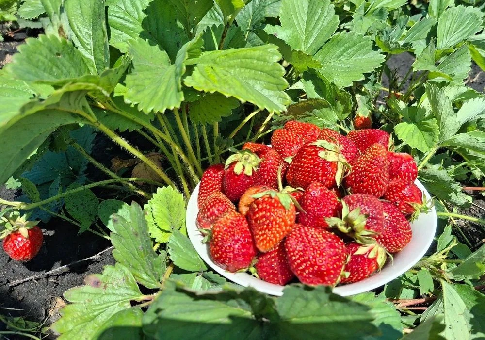 Клубничный чемпион 🌞🍓                                                                             