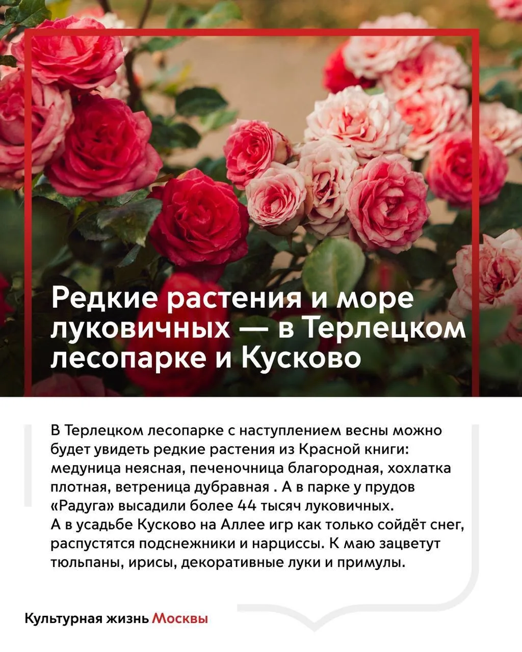 Настоящая весна — в пути: около 800 тысяч цветов распустятся в парках города  Подготовка к весеннему